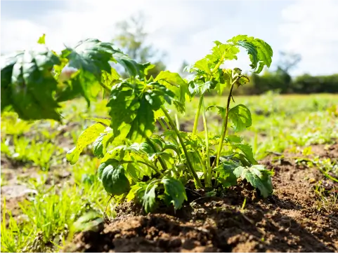 カノコソウ事業