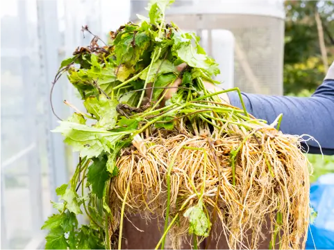 カノコソウ事業