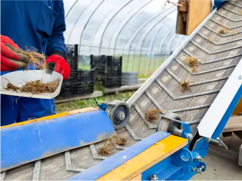 カノコソウ事業