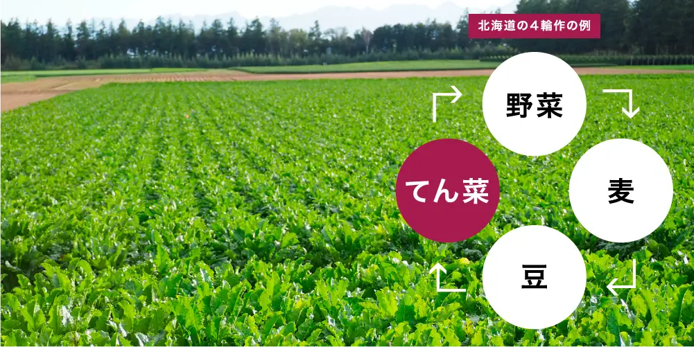 北海道のてん菜から作った新素材